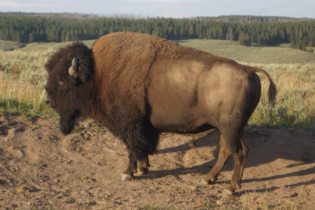 A quiet bison by the road.