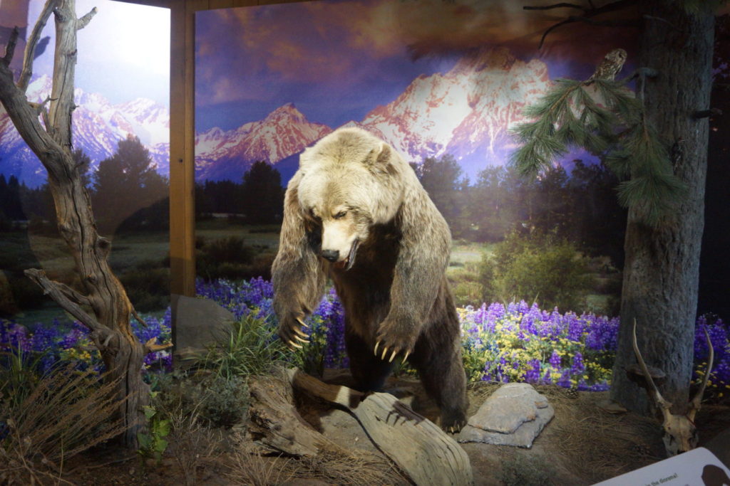 In the Park Visitor Center. Jackson. WY