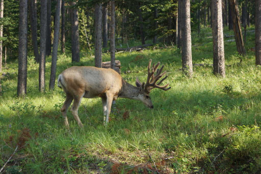 Deer in Grand Teton N.P. August 1 2017