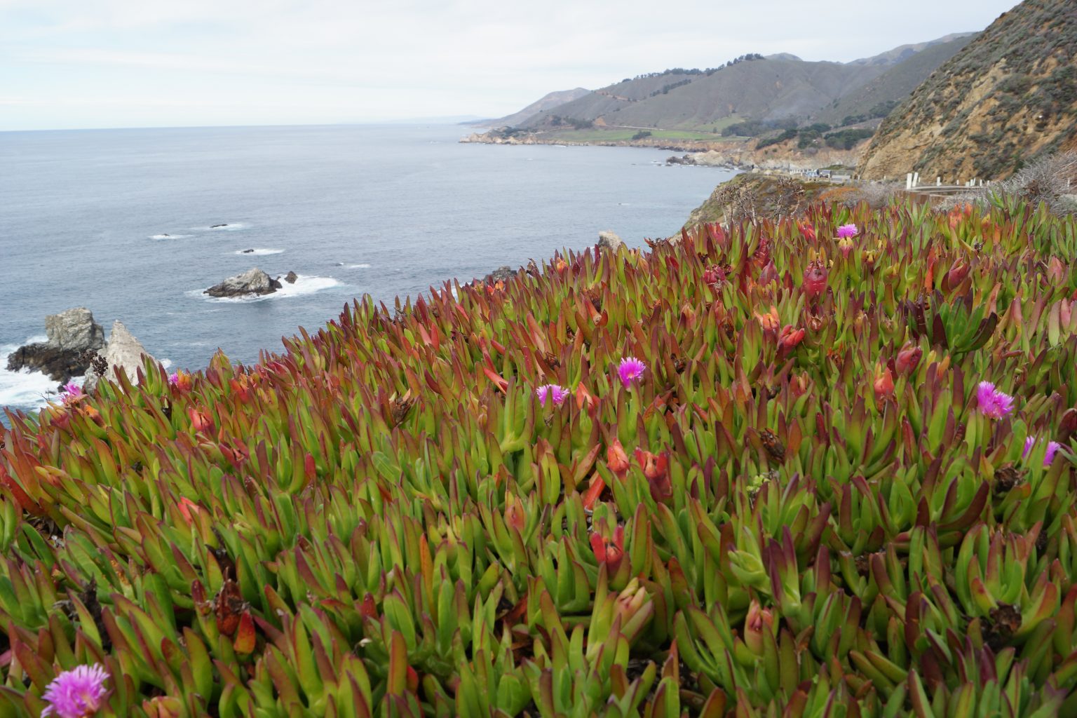 Capobrotus edulis flowers over the cliffs.