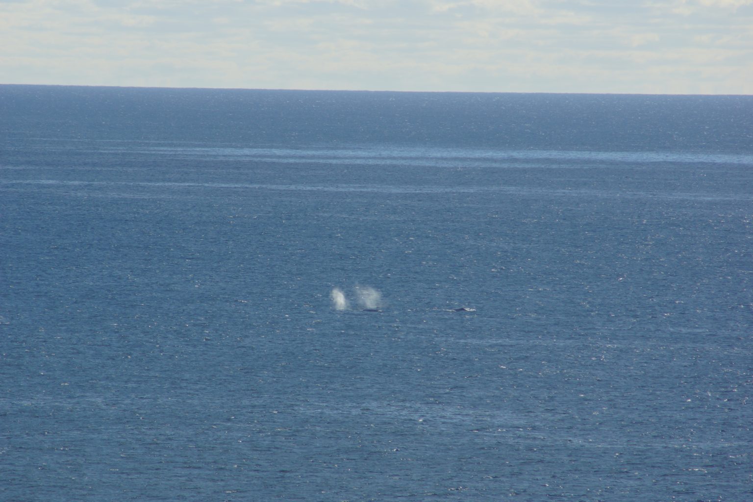 Whales breathing in the Pacific. 2015-Dec 27th