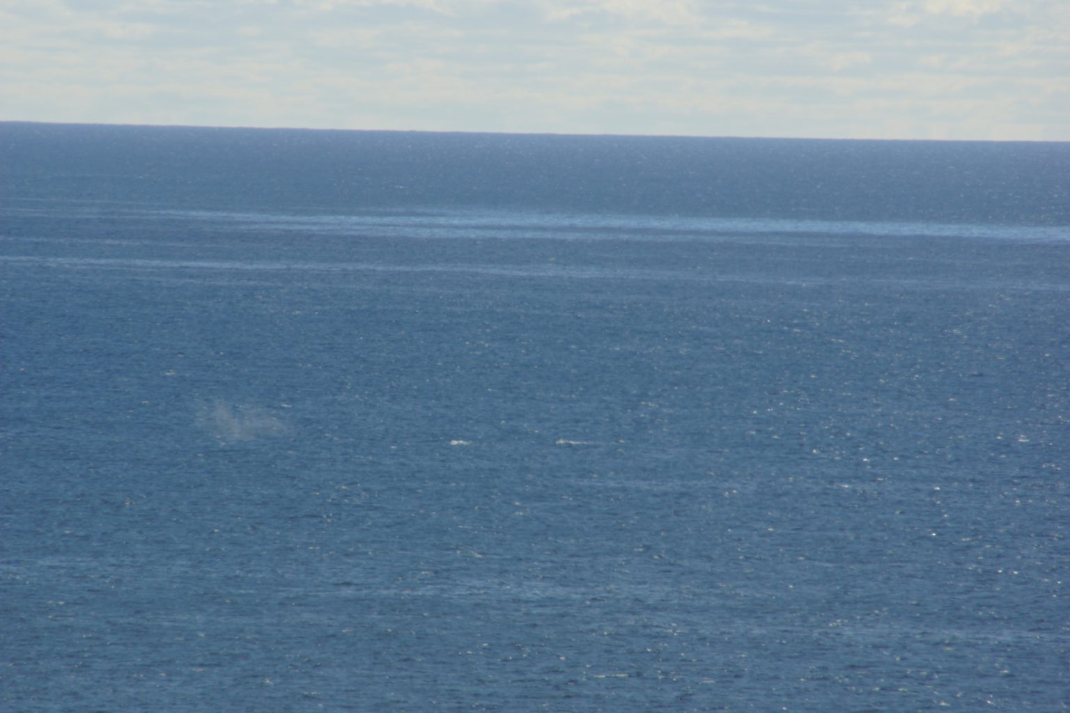 Some whales not far from the coast.