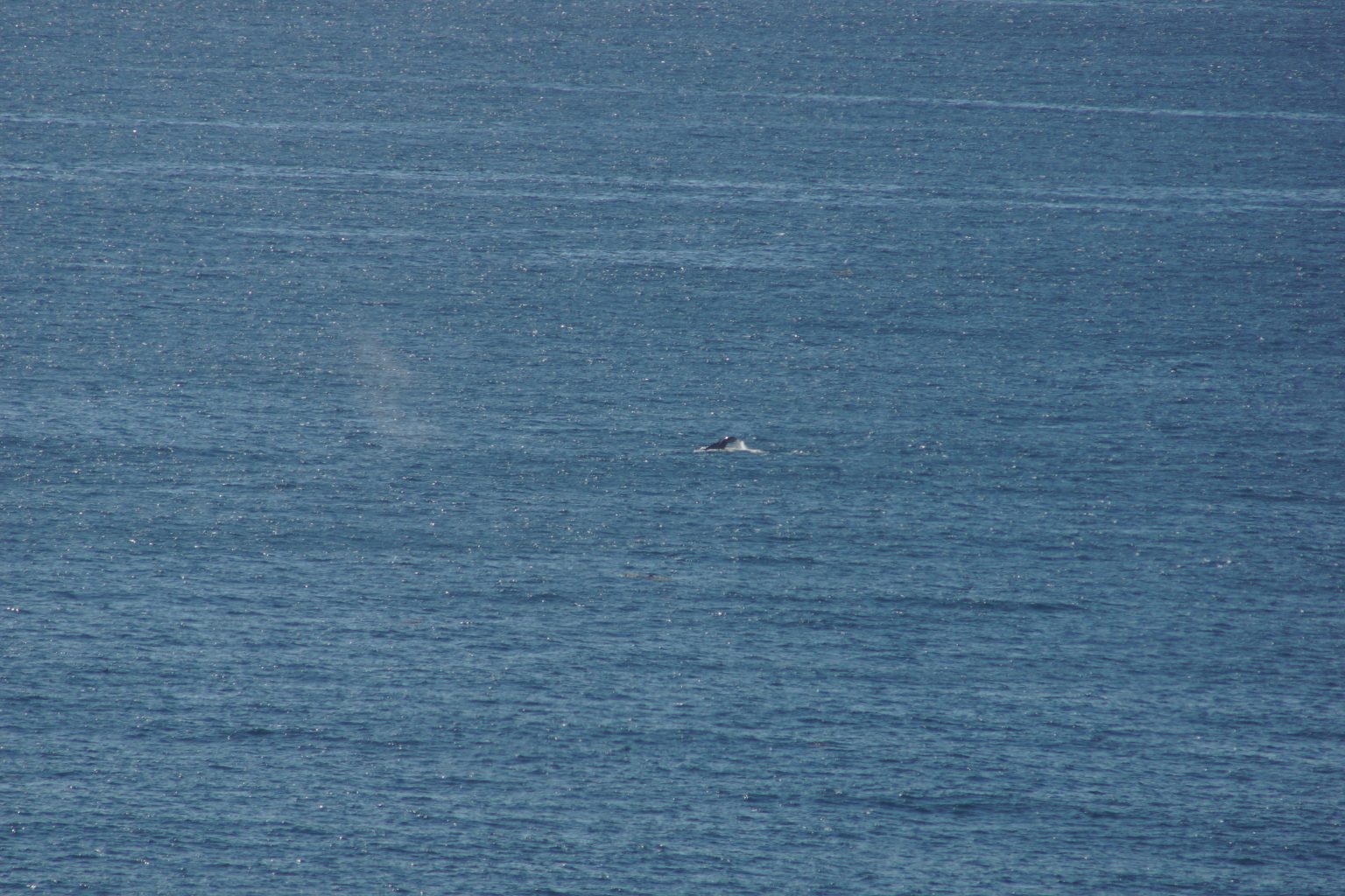 More whales. 2015-Dec 27th