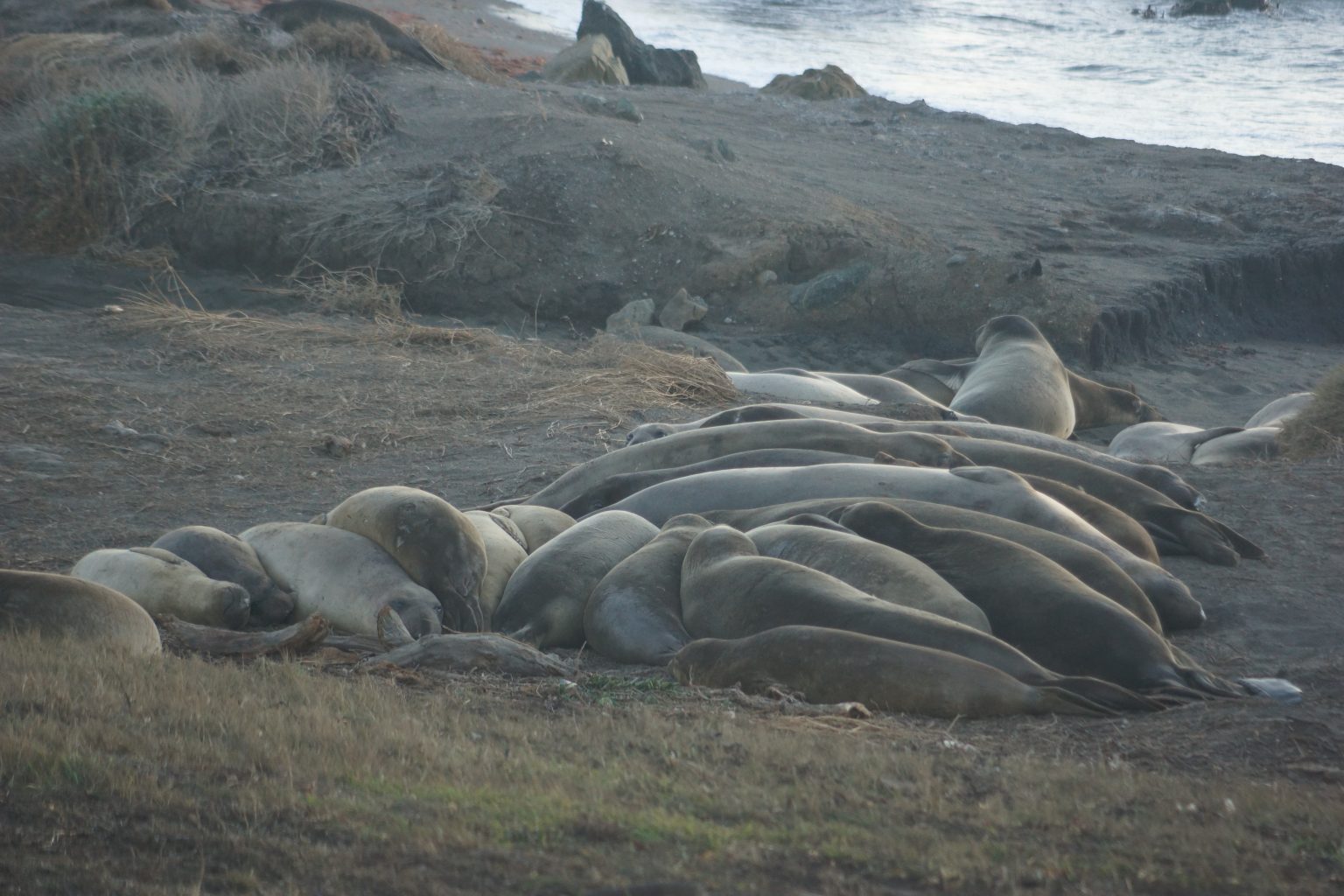 Seals, in the beach. 2015 Dec 27th